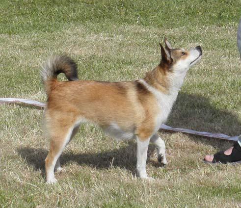 CERT/CACIBVINNARE 2009 Erle S64229/2004 * född 2004-07-24 Brutus * Cita Av Åsen uppf.