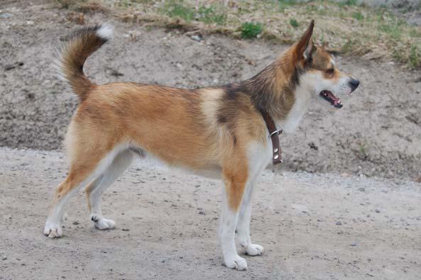 CERT/CACIBVINNARE 2009 NordUCh SE UCh DK UCh FI UCh NO UCh NordJV-08 SE V-09 Paluna s Gere Sarason S56534/2007 * född: