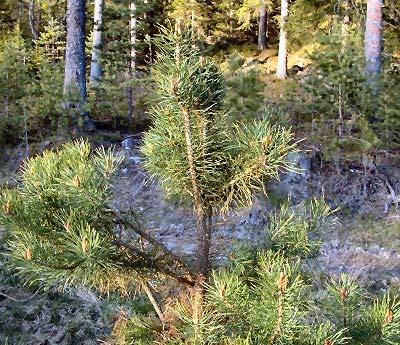Skador på tallungskog orsakade av älgbete på marker i