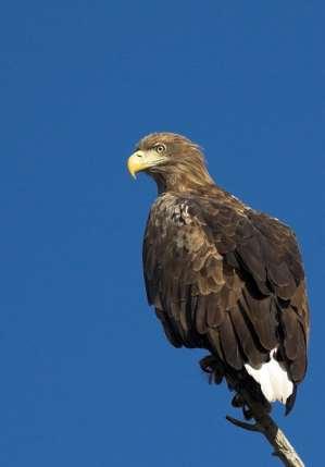 FÅGLAR Fåglar kan påverkas av vindkraft genom: Kollisioner Habitatförluster Barriäreffekter Särskilt