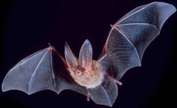 FLADDERMÖSS Skyddade genom artskyddsförordningen, EU s habitatdirektiv samt EUROBATS. Långsam reproduktionstakt. Kan förolyckas när de jagar insekter i rotorhöjd.