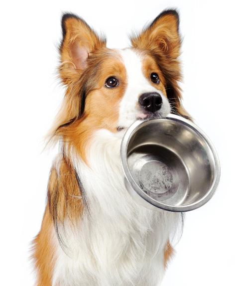 Heska Foder-Reaktions-Test till hund Det nya Heska Foder-Reaktions-Test (FRT) visar i vilken grad hunden reagerar mot de vanligaste foderråvarorna.