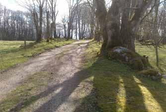 11.2 Naturmiljö Förutsättningar Allmän beskrivning av naturmiljön Naturmiljön inom utredningsområdet utgörs av ett kuperat sprickdalslandskap som till största delen utgörs av skogsmark.