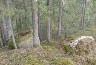 Därefter, och framförallt under det sista århundradet, har människan gynnat granens invandring genom omfattande planteringar och andra skogsbruksåtgärder (Stenström 2000).