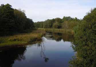 Ett antal fridlysta arter påträffades i samband med naturvärdesinventeringen, dessa nämns i beskrivningen av naturvärdesobjekten.