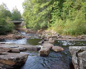 Dammen omfattas av generellt biotopskydd och utgör leklokal för groddjur (fridlysta, rom av padda och groda observerades vid naturvärdesinventeringen).