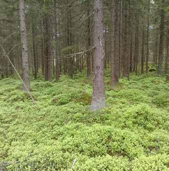 Vid Göta tangerar korridoren den allra nordligaste delen av Osdals mader (nr 36, naturvärdesklass 1).