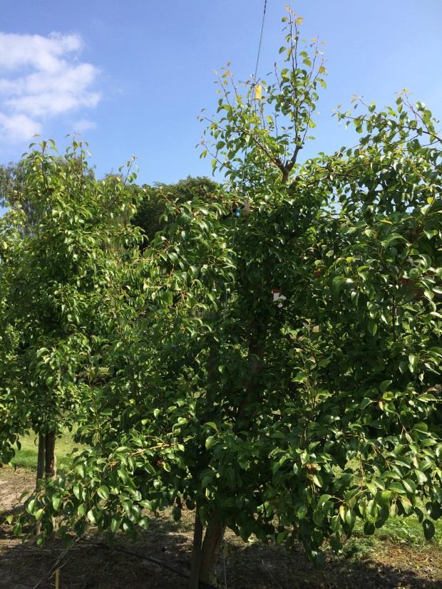 Bild 8 Odling 1, 23/6 fullt utvecklade blad efter blomning.