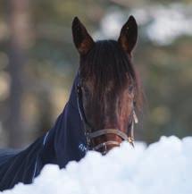 STARTANMÄLNINGAR NOVEMBER 21 onsdag 22 torsdag 23 fredag 24 lördag 25 söndag Eskilstuna, Jägersro, Östersund Solvalla, Åby Axevalla, Bergsåker, Gävle Jägersro (V75) 26 måndag 27 tisdag 28 onsdag 29