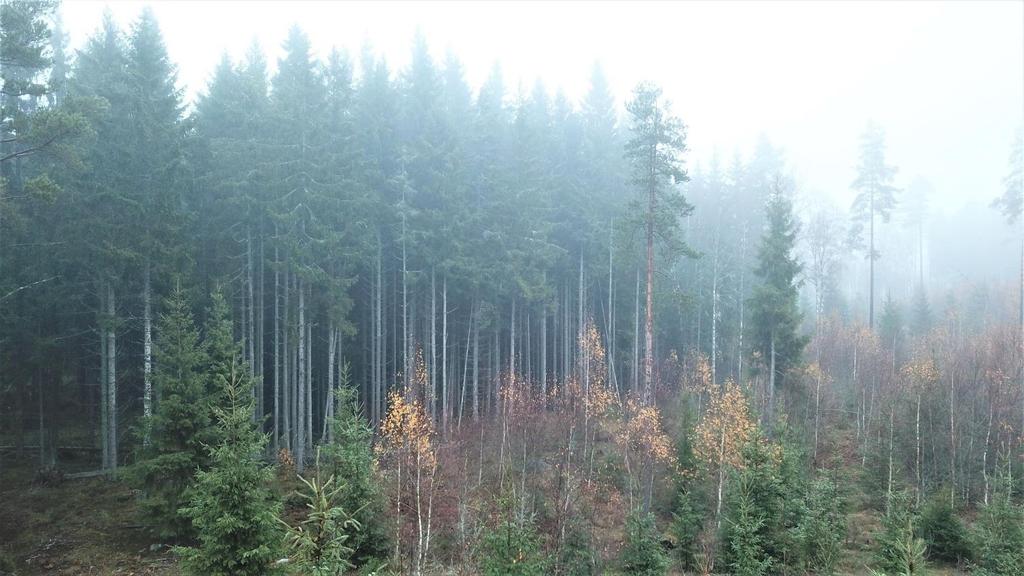 Om Skog & Lantbruk Skog & Lantbruk är ett rådgivningsföretag som arbetar med följande tjänster inom jord och skog: -