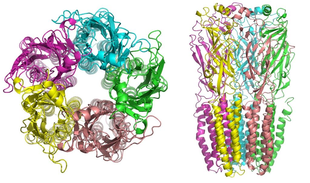 Acetylkolin (ACh) Har två typer av receptorer: Muscarinerg receptor