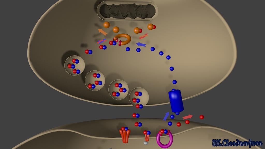 Acetylkolin CoA ChAT Ac-CoA AcCh Ch ChT Antikolinergika Nikotin nachr machr CoA: Coenzyme A AcCoA: Acetyl-CoA ChAT: Choline acetyltransferase AcCh: Acetylcholin Ch: