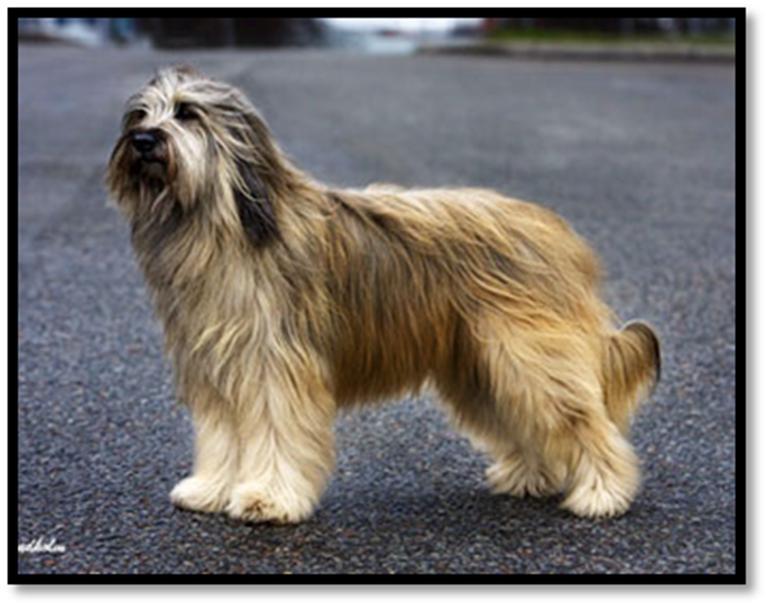Utställningsresultat 2016, redovisade per hund och i kronologisk ordning Atengos Great, Pretender f. 2008-06-23 S55252/200823 7,5 years old in type. Could be more masculine general appearance.