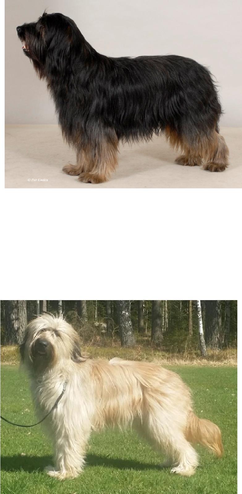 Atengos I Want To Break Free f. 2008-06-23 S55250/2008 Nearly 8 years. Lovely balanced head. Good eyes. Good bone, good front. To skinny body. Coat texture quite good. Very well made hindquarters.