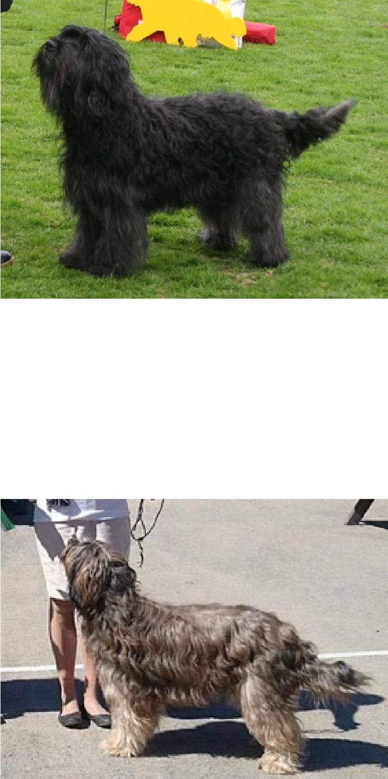 Bra huvud, bra pälskvalitee o proportioner, korrekt bett, bra stop välplacerade mörka ögon, korrekt ansatta ögon elegant hals, korrekt lågt ansatt svans, välvinklad, hund önskas mer parallella hasor,