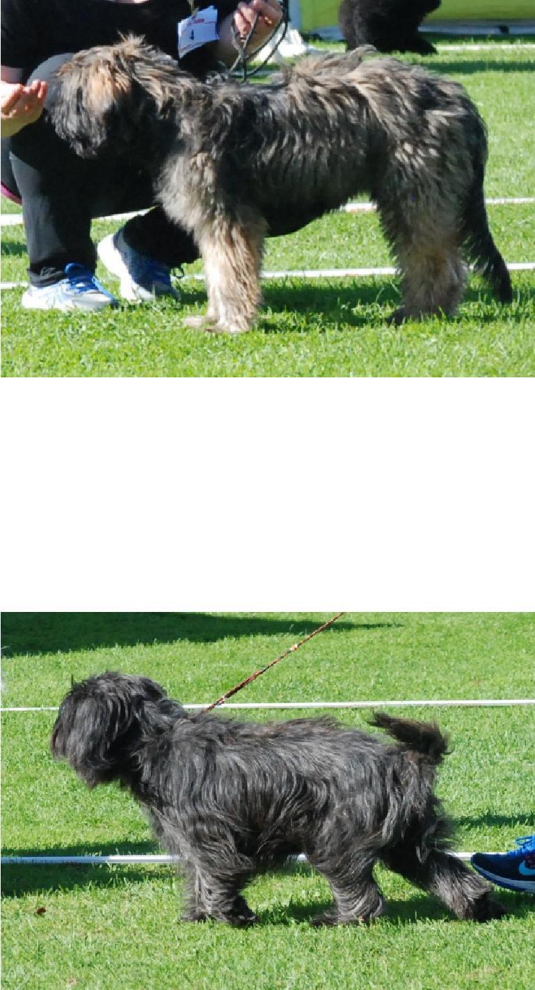 2 years. Good size. Very typical head. Siccorbite. Dark eyes. Moves well. Friendly character. Tvååker 2016-07-09 Rolf Blessing Ökl 1, Excellent Flyttad till championklass.