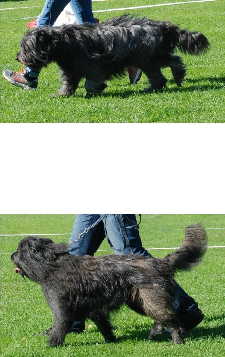 4 years old. Long in proportions. Excellent pigmentation. Strong head. Good bite. Strong body. Good bone and frontchest. Ballanced angulated. Nice croup and tail. Just a bit long in loin.