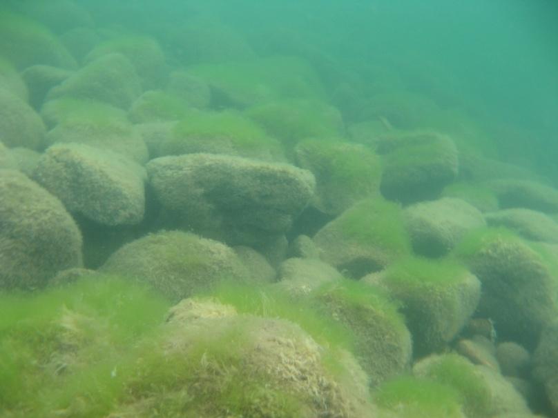 Stavabäcken Delområdet Stavabäcken inventerades 2012-07-18 och har inte inventerats tidigare med avseende på makrofyter.