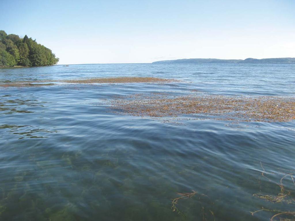 Bymarken Delområdet Bymarken inventerades 2014-08-27 och har inte inventerats tidigare med avseende på makrofyter.