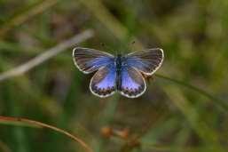 Callophrys rubi