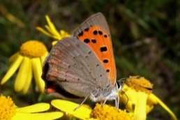 Cupido minimus