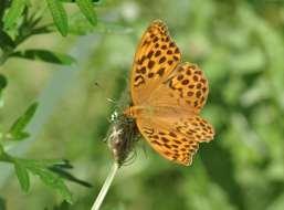 Hesperia comma NT