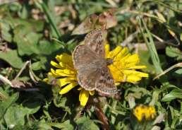 skogs Argynnis