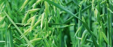 Purrhavre (Avena Strigosa) Purrhavre går bra att odla i växtföljder med raps,