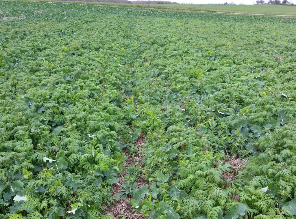 Companion crops
