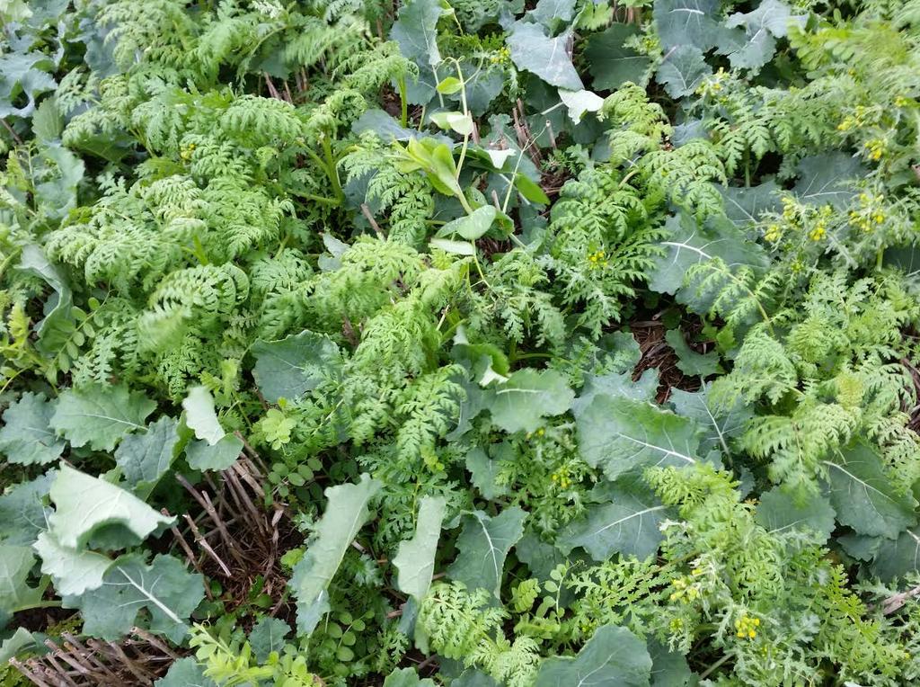 Companion crops