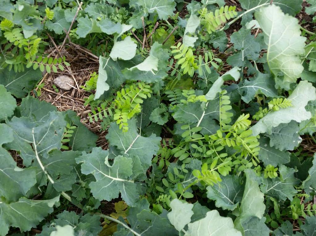 Companion crops