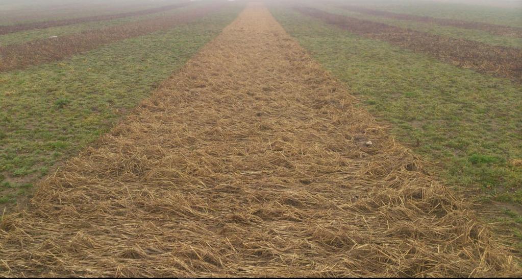 Demofält Smart-Tillage Borgeby Fältdagar 2017 2017-03-27 purrhavre i