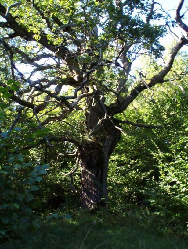 PM, Kompletterande natur- och kulturmiljöutredningar, Hansta naturreservat 2.1.4 Natura 2000-område Inom Hansta finns ett Natura 2000-område dvs.
