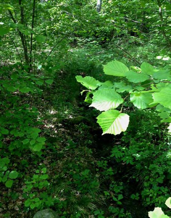 PM, Kompletterande naturoch kulturmiljöutredning, Sätraskogens naturreservat 4.1.3.2 Konsekvenser av grundvattenpåverkan Grundvattensänkningen riskerar att påverka fuktiga biotoper.