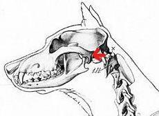 Vid undersökningarna av benkammen (crista sagittalis) (figur 8) har det bedömts att hund 2 den mindre hunden är hanhunden då den har en högre och markant kam på kraniet mot hund 1 som inte knappt har