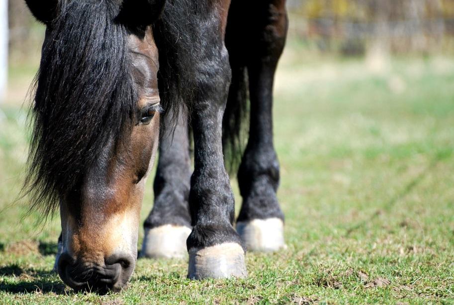 Fakulteten för veterinärmedicin och husdjursvetenskap Institutionen för Biomedicin och veterinär folkhälsovetenskap Parasitförekomst hos häst samband med