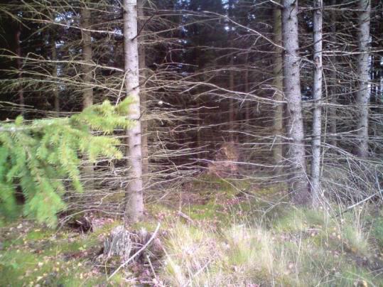 PRODUKTIONSSKOG OCH MARKRESERV Långsiktigt hållbart skogsbruk Produktionsskog finns i störst koncentration i utkanten av kommunens skogsinnehav, dvs längre bort från tätorten.