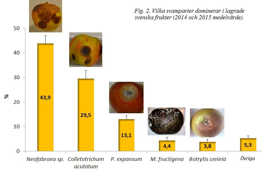Tabell 5. Inverkan av ozonbehandlingen på fält på naturligt svampangrepp under lagring (2015). Medel Besprut- Clara Amorosa Medel Clara Frijs Amorosa nings- tillfälle Frijs N. P.