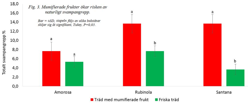 4.4.2.4. Regnvatten som smittkällor Regnvatten från sjuka träd varannan vecka innehöll stor förekomst av olika svampsporer i jämförelse med regnvatten från friska träd från Rubinola och Santana.