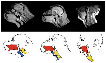 Hjärnans evolution Jarl Risberg Neuroutbildarna i Lund Vad skiljer människan från schimpansen - bonobon?