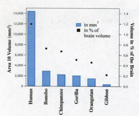 Brodmann s areas Larger area 10 in humans than in apes? 10 Semendeferi et al., Am. J. Phys.