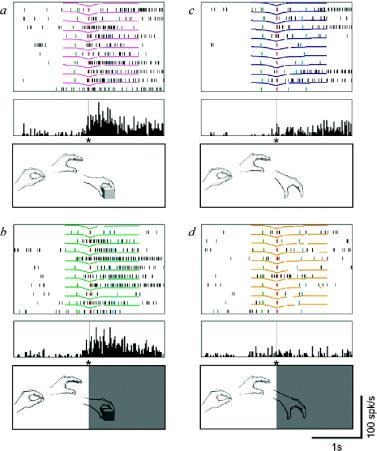 Spegelneuron Mirror neurons