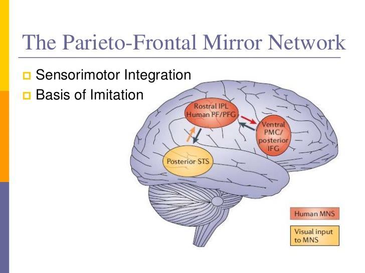 2005 Filimon, F. et al.