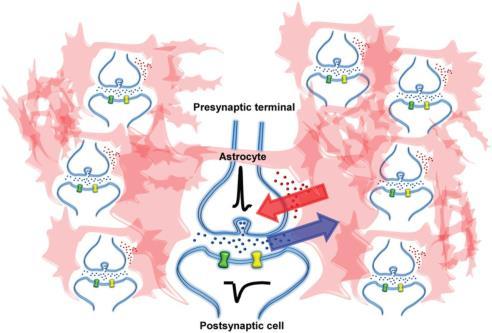 astrocytes for specific circuits.