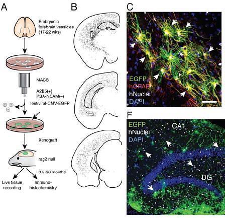 , 2012 Han, X. et al.
