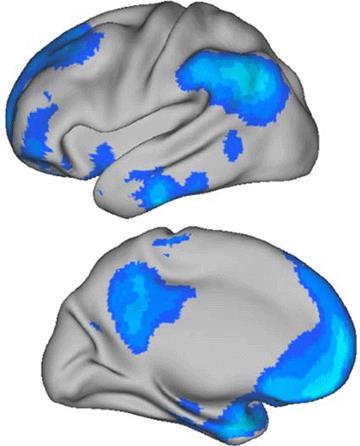 The Default Mode Network Det icke stimulusbundna nätverket skiljer människan från andra primater Buckner, R.