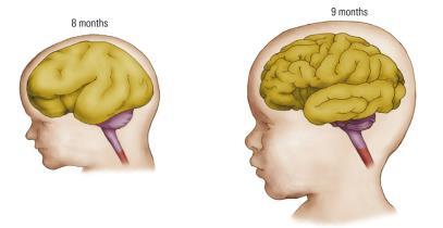 sapiens sapiens Schimpanser 6 2,5