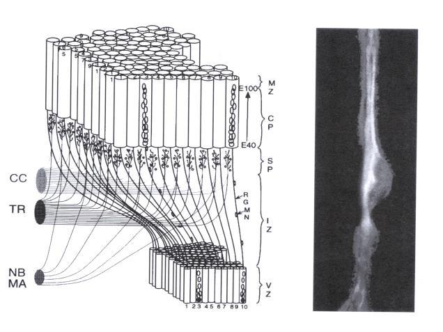 trajectories in modern humans and