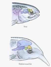 , 136, 5-15, 2003 Survival of the fattest Hjärnans vikt i gram Fat babies were the key to evolution of the large human brain.