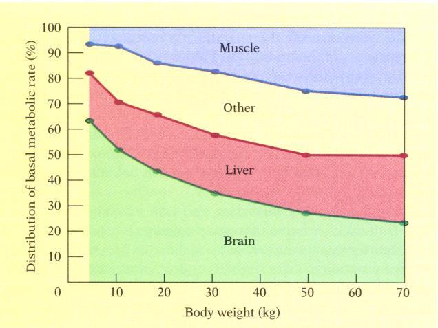 Fresh- and salt-water shorelines provided the food supply for evolving body fat and larger brains in human infants.